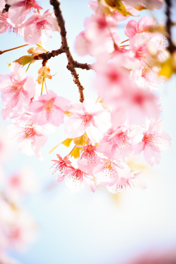 写真のある豊かな暮らし【春の訪れ・桜の写真】 2枚目の画像