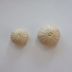 ２サイズ　ウニ ピンクッション 針山 金色 sea urchin pincushion rose gold 5枚目の画像