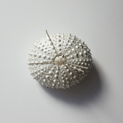 ２サイズ　ウニ ピンクッション 針山 パールホワイト sea urchin pincushion pearl white 5枚目の画像