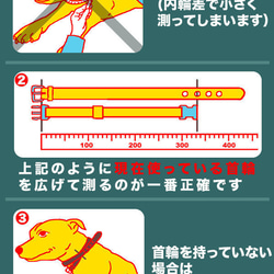 2cm幅の小型犬用革首輪：Small Type G5-S2R(10mm角鋲） 4枚目の画像