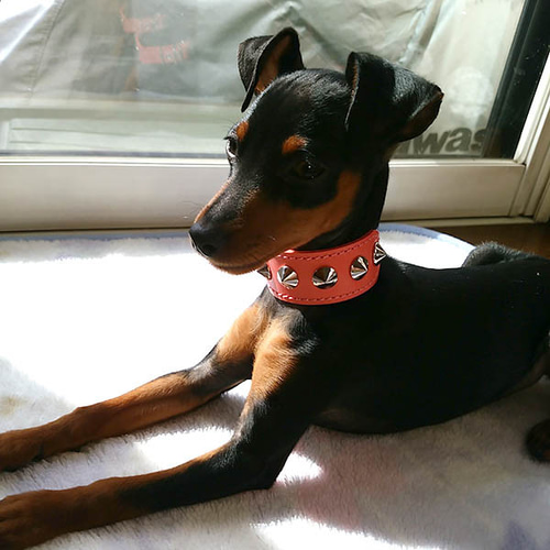 イタグレミニピン用革首輪：Small Type G2_X1(13mm平尖鋲） リード