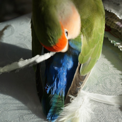 値下げ❤️幸せを呼ぶ「鳥の羽のブックマーク」～コザクラインコの尾羽とスワロフスキー、チェコビーズ♪ 1 5枚目の画像