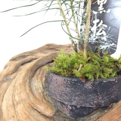 流木と黒松のミニ盆栽  一品物 2枚目の画像