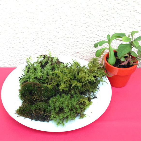 三河盆栽　ロッカクドウヤナギ　盆栽 柳 盆栽 苔 三河盆栽 ロッカクドウヤナギ 盆栽 ロッカクヤナギ（六角柳