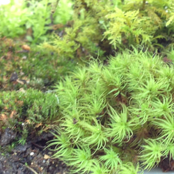 苔リューム、苔盆栽、プランターの色付け、天然苔の４種盛 2枚目の画像