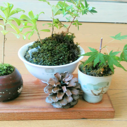 豆盆栽用、山野草挿し木鉢。水抜穴、苔付き。送料無料 一輪挿し