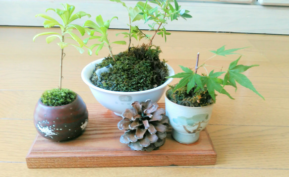 盆栽鉢　ミニ盆栽鉢豆盆栽鉢光山4個小さい盆栽鉢山野草多肉植物絵付鉢貫入氷裂鉢 楽天市場】（山野草）苔盆栽 おまかせ山野草 豆鉢植え（1鉢