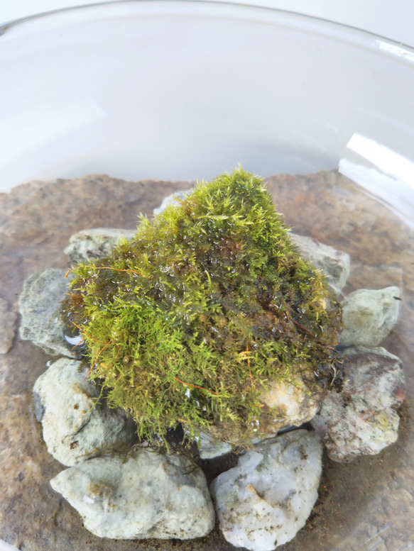 自然活着苔石 4枚目の画像