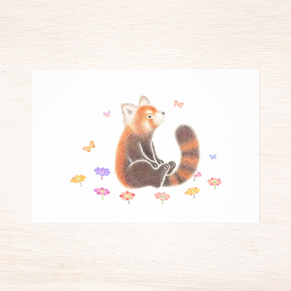 5件套。就像一本圖畫書。明信片“ Red Panda Hinatabotoko” PC-539 第2張的照片