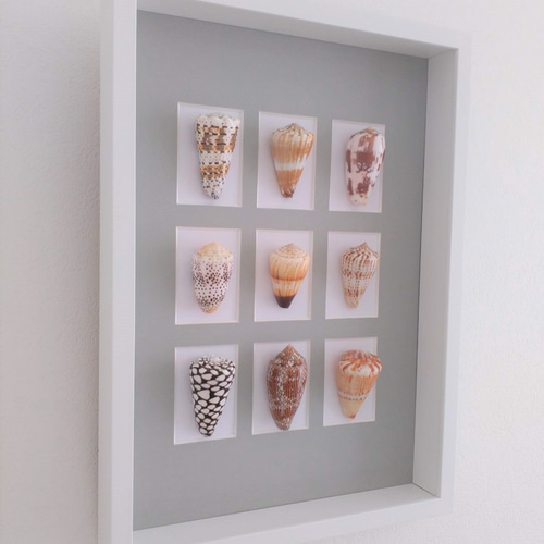 E-4 大型 法螺貝 ホラガイ 貝殻 置物 標本 インテリア コレクション