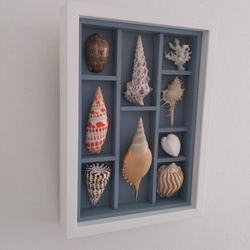 送料無料》貝殻アートフレーム 貝標本風 B4a 立体・オブジェ うみ