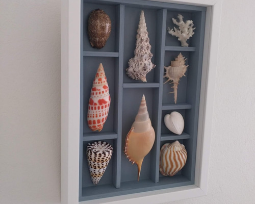 スイジガイ　貝 標本 貝殻 アート オブジェ 自然　アンティーク　ハンドメイド スイジガイ 貝 標本 貝殻 アート オブジェ 自然 アンティーク ハンドメイド