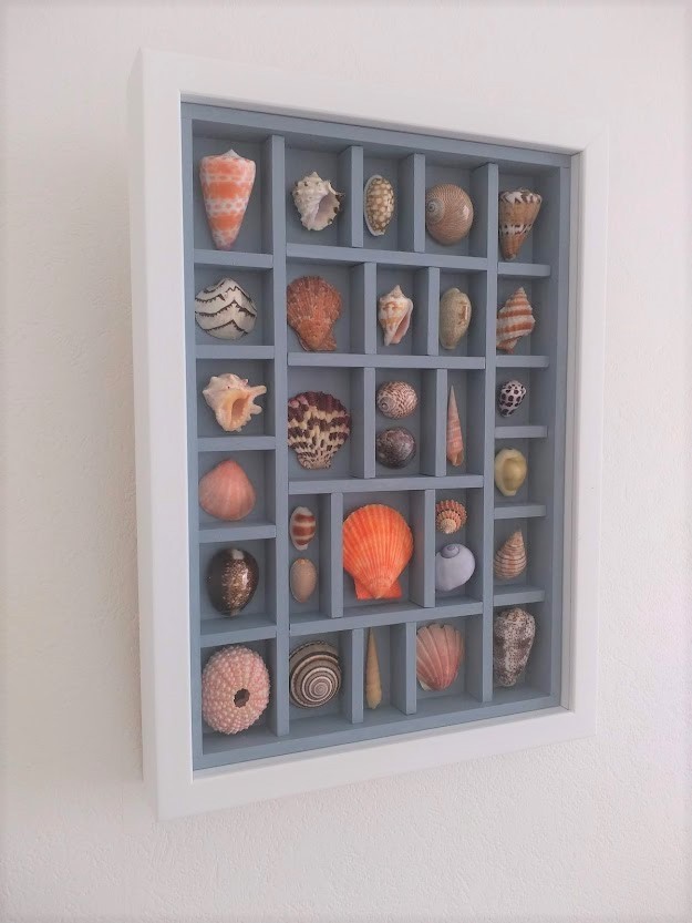 標本　貝　リゾート　インテリア雑貨　アート ホネガイ標本　海　貝殻　オブジェ