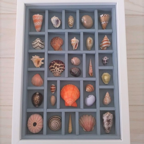 送料無料》貝殻アートフレーム 貝標本風 B5Sa その他インテリア雑貨
