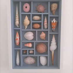 《送料無料》貝殻アートフレーム　貝標本風　A4c 2枚目の画像