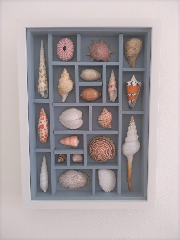 《送料無料》貝殻アートフレーム　貝標本風　A4c 2枚目の画像