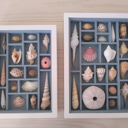 《送料無料》貝殻アートフレーム　貝標本風　A4c 4枚目の画像
