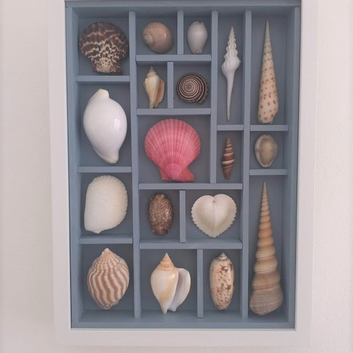 送料無料》貝殻アートフレーム 貝標本風 A4d その他インテリア雑貨