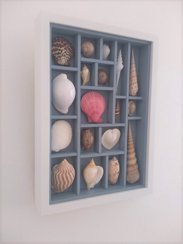 ヤシガイ　彫刻　貝殻　標本 Yahoo!オークション -「ヤシガイ」の落札相場・落札価格