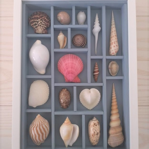 貝殻　標本　コレクション Yahoo!オークション - S-15 コレクター放出品 貝殻 標本 まとめ