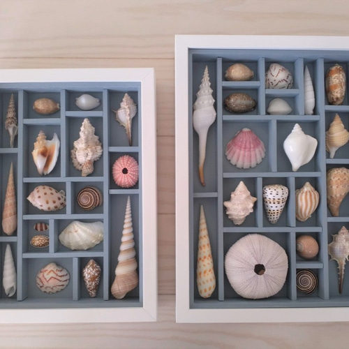 クモガイ 標本 貝殻 インテリア アート アンティーク 貝 オブジェ 雑貨 クモガイ 標本 貝殻 インテリア アート アンティーク 貝 オブジェ 雑貨