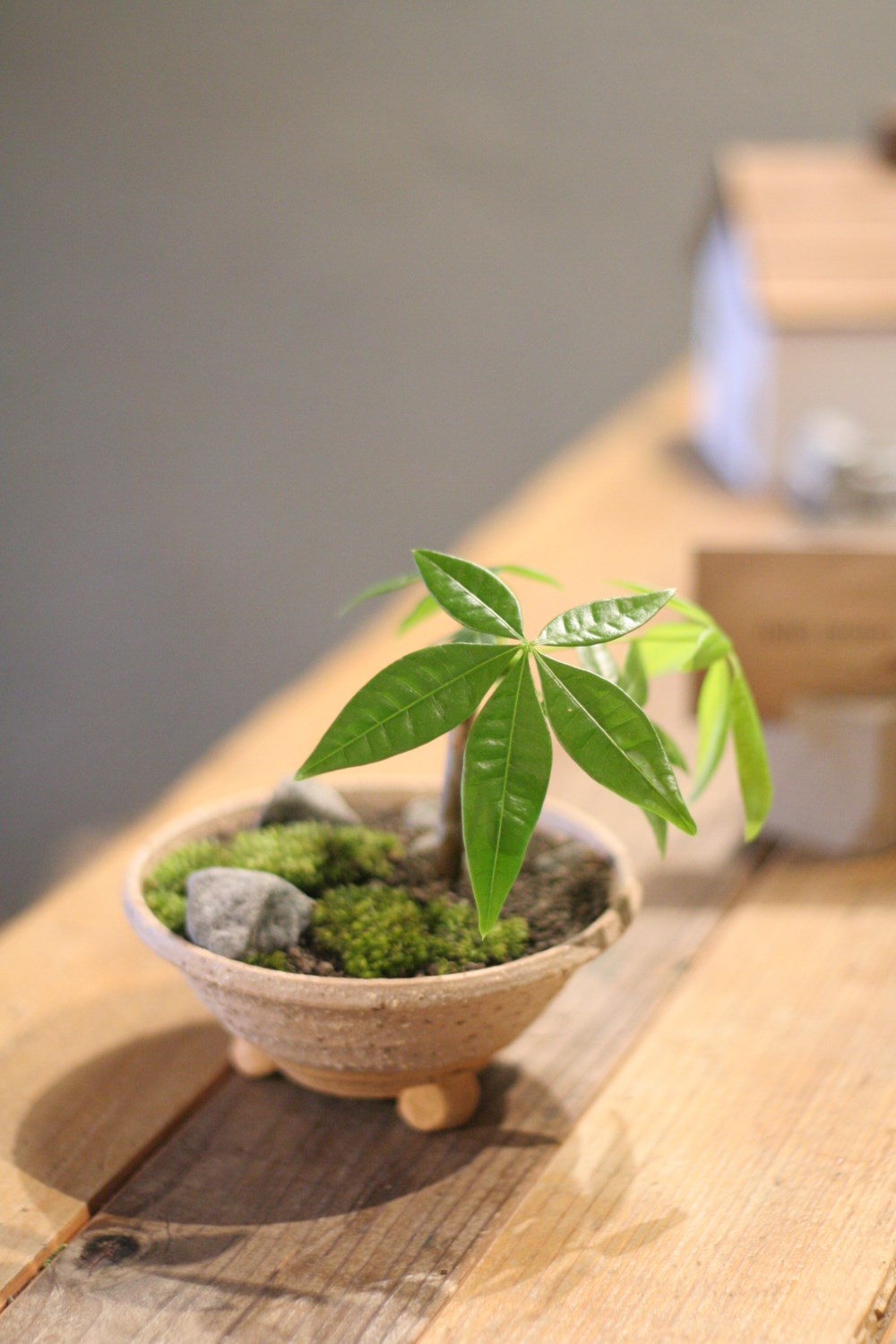 moumooon⭐︎パキラ　盆栽パキラ　大株　観葉植物