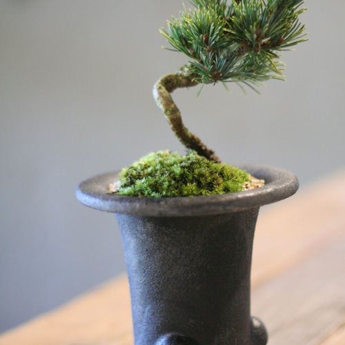 五葉松 九重 盆栽♡ アートフラワー ratelgreen 通販 3251155｜Creema