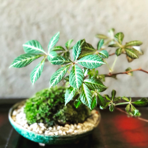 若葉が可愛い♡♡ヘンリーツタの盆栽♡ アートフラワー ratelgreen