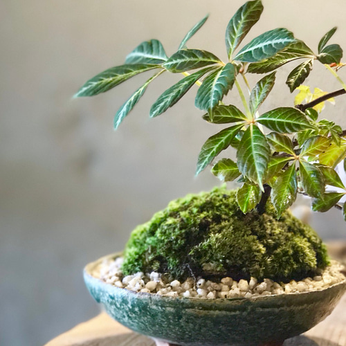 ♡*♡様 半額【超激レア】Think Bee! ボタンアートツリー 若葉が可愛い♡♡ヘンリーツタの盆栽♡ アートフラワー ratelgreen