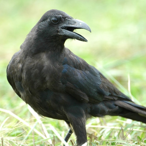 粘土の羽根飾り＿ハシブトガラス＿ネックレス（チェーン/革紐）＿中・大 5枚目の画像