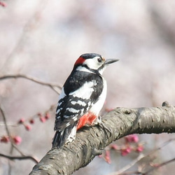 粘土の羽根飾り＿アカゲラ＿ストラップ＿小 S中 5枚目の画像