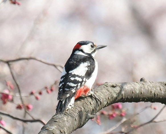 粘土の羽根飾り＿アカゲラ＿ストラップ＿小 S中 5枚目の画像