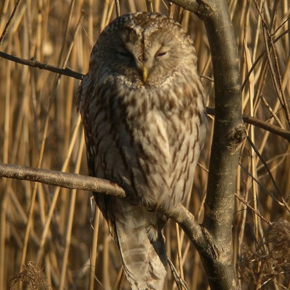 粘土の羽根飾り＿フクロウ＿ストラップ＿中 4枚目の画像