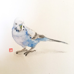 セキセイインコ 鉛筆画 A4 額装 お1人様1点限り】 セキセイインコ 鉛筆画 A4 額装 絵画 - 絵画