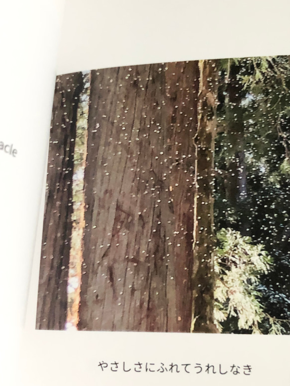 happy & lucky photo book『うるわしのせかい』　　　　※受注生産写真集（フォトブック） 4枚目の画像