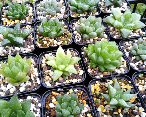 多肉植物 ハオルチア セール 1株 500円 送料200円 組み合わせ自由