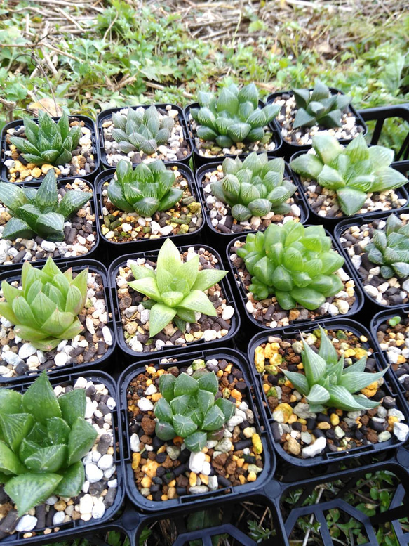 ﾎﾞﾀﾆｶﾙﾗｲﾌ♡多肉植物♡ハオルチア♡アソート♡ 6個詰め合わせ その他 