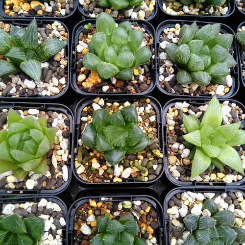 ﾎﾞﾀﾆｶﾙﾗｲﾌ♡多肉植物♡ハオルチア♡アソート♡ 6個詰め合わせ その他 