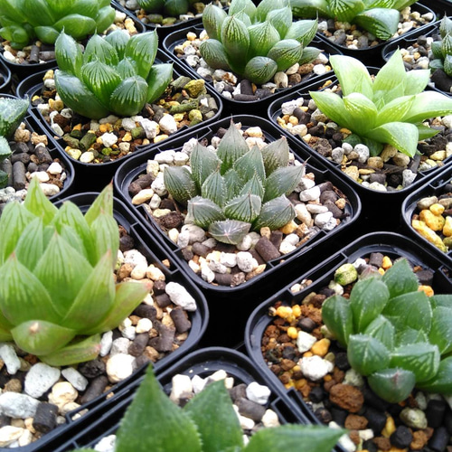 ﾎﾞﾀﾆｶﾙﾗｲﾌ♡多肉植物♡ハオルチア♡アソート♡ 6個詰め合わせ その他 