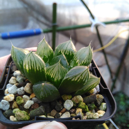 ﾎﾞﾀﾆｶﾙﾗｲﾌ♡多肉植物♡ハオルチア♡アソート♡ 6個詰め合わせ その他 