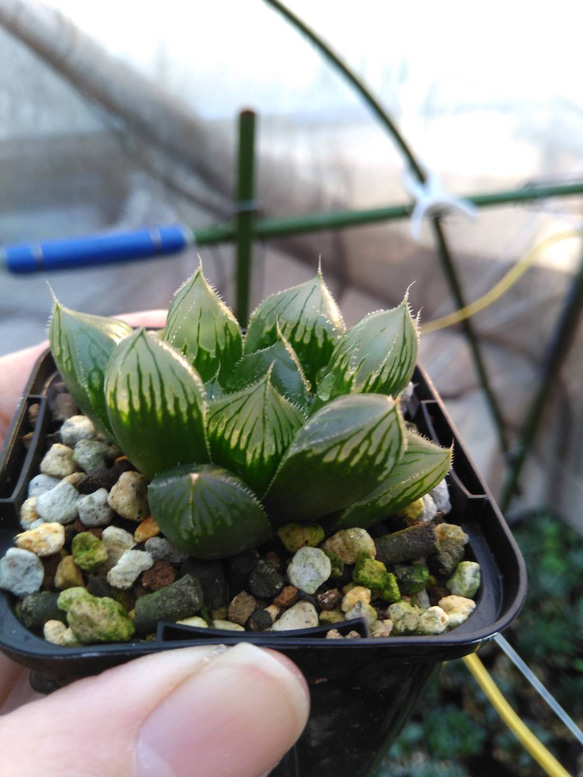 ﾎﾞﾀﾆｶﾙﾗｲﾌ♡多肉植物♡ハオルチア♡アソート♡                    8個詰め合わせ 　　　　 5枚目の画像