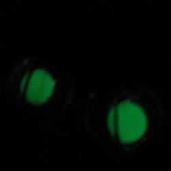 緑の鬼灯 3枚目の画像