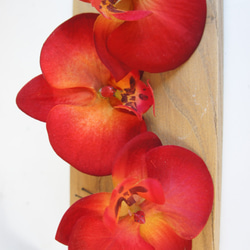 【送料無料】Phalaenopsis orchid* 　赤の胡蝶蘭*ピン８本セット 7枚目の画像