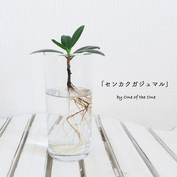 観葉植物・水耕栽培「センカクガジュマル」☆ガジュマルのみ販売