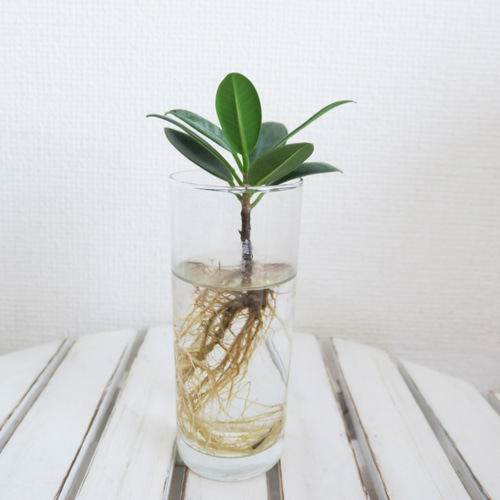 セイム様 ガジュマル あみぐるみ 観葉植物 - メルカリ