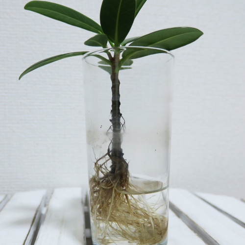 観葉植物研究室　様　確認専用です。 ds586771_1.jpg