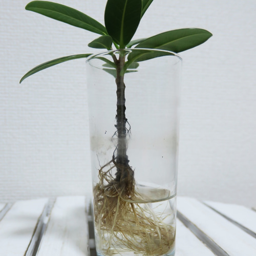 ◯shinobu様オーダー：観葉植物・水耕栽培「センカクガジュマル