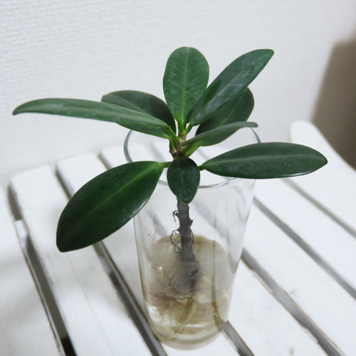 ◯shinobu様オーダー:観葉植物・水耕栽培「センカクガジュマル ◯shinobu様オーダー:観葉植物・水耕栽培「センカクガジュマル