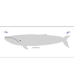 イルカ＆シロナガスクジラ・マグカップ：Sサイズ ★印刷加工・受注後制作 3枚目の画像