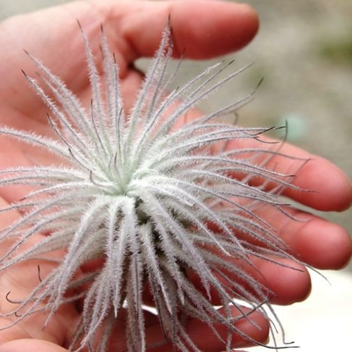 テクトラム ふわふわなエアプランツ アートフラワー airplants TENGU